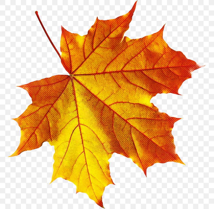 Maple Leaf, PNG, 763x800px, Leaf, Autumn, Beech, Black Maple, Deciduous Download Free