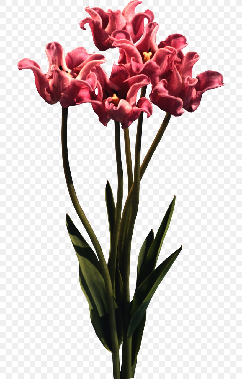 Tulip Cut Flowers Petal Blume, PNG, 702x1280px, Tulip, Blume, Bud, Color, Cut Flowers Download Free