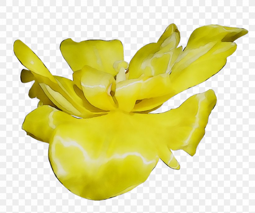 Yellow Fruit, PNG, 1282x1070px, Yellow, Flower, Flowering Plant, Fruit, Herbaceous Plant Download Free