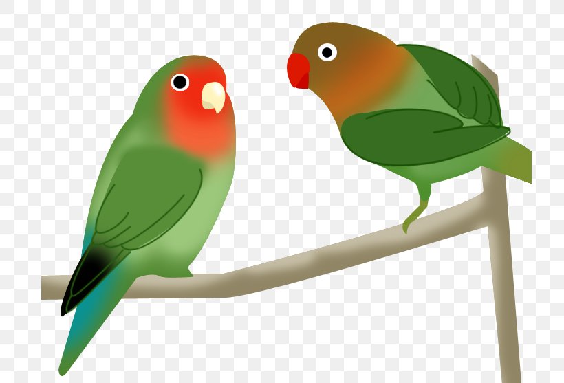 Budgerigar Lovebird Parakeet Beak Pet, PNG, 726x557px, Budgerigar, Beak, Bird, Common Pet Parakeet, Lovebird Download Free