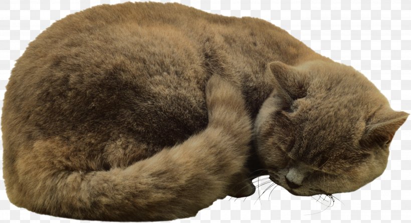 Cat Felidae Kitten Clip Art, PNG, 2755x1501px, Cat, Animal, Carnivora, Carnivoran, Cat Bed Download Free