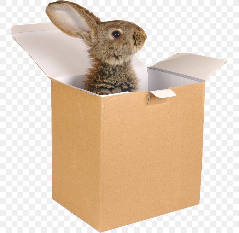 Domestic Rabbit Hare Bienvenue Chez Moi, PNG, 748x800px, 2015, Domestic Rabbit, Animal, Bienvenue Chez Moi, Box Download Free