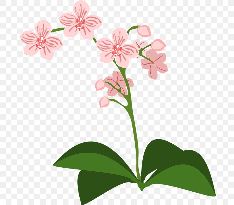 Moth Orchids Drawing Clip Art, PNG, 694x720px, Orchids, Cut Flowers, Document, Drawing, Flora Download Free