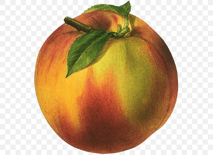 Peaches And Cream Juice Vegetarian Cuisine Nectarine, PNG, 570x600px, Peaches And Cream, Apple, Commodity, Diet Food, Digital Image Download Free