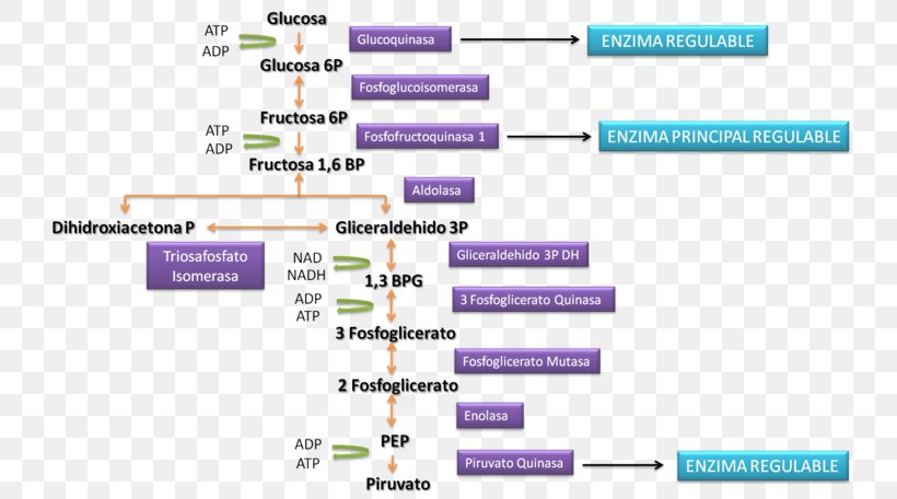 Public University Of Navarre CmapTools Membrana Interna Cell Membrane, PNG, 747x456px, Public University Of Navarre, Area, Bacterial Outer Membrane, Cell Membrane, Cmaptools Download Free