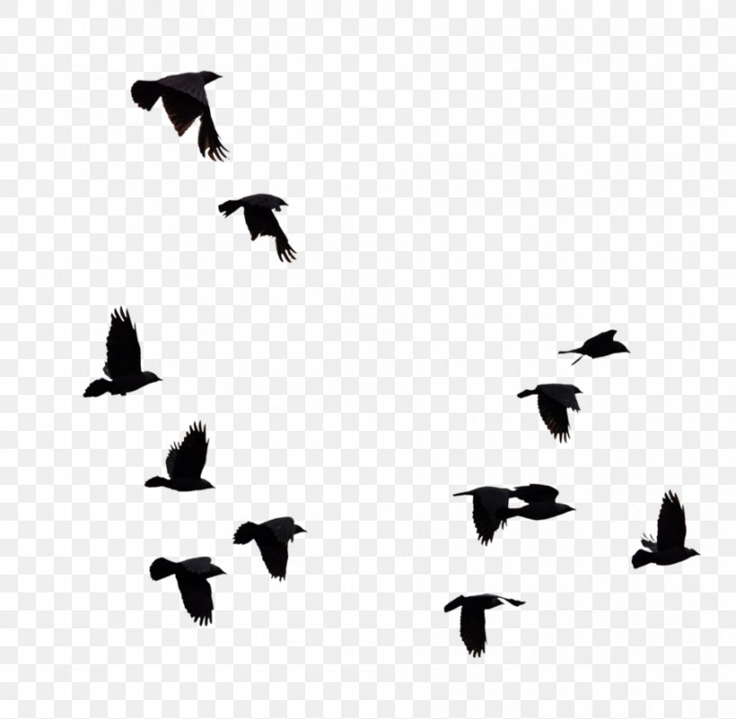 Bird Goose, PNG, 904x884px, Bird, Animal Migration, Beak, Bird Migration, Black And White Download Free
