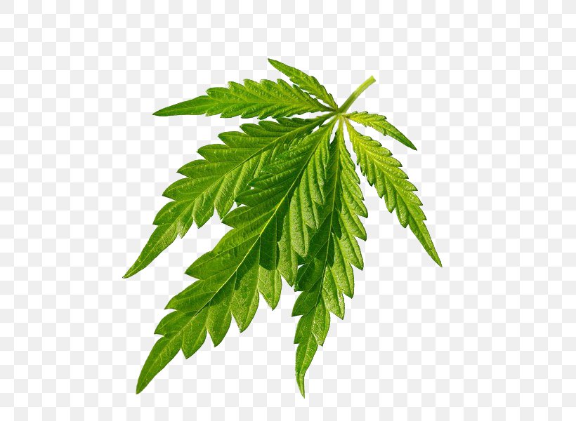 Cannabis Sativa Joint Leaf, PNG, 600x600px, Cannabis Sativa, Cannabis, Hemp, Hemp Family, Joint Download Free