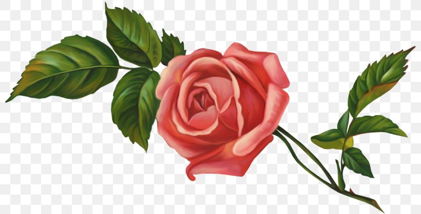 Garden Roses Centifolia Roses Floribunda Flower Clip Art, PNG, 800x418px, Garden Roses, Centifolia Roses, Color, Cut Flowers, Floral Design Download Free