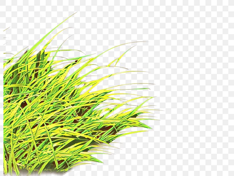 Grass Plant Grass Family Terrestrial Plant Sweet Grass, PNG, 795x618px, Cartoon, Chrysopogon Zizanioides, Flowering Plant, Grass, Grass Family Download Free
