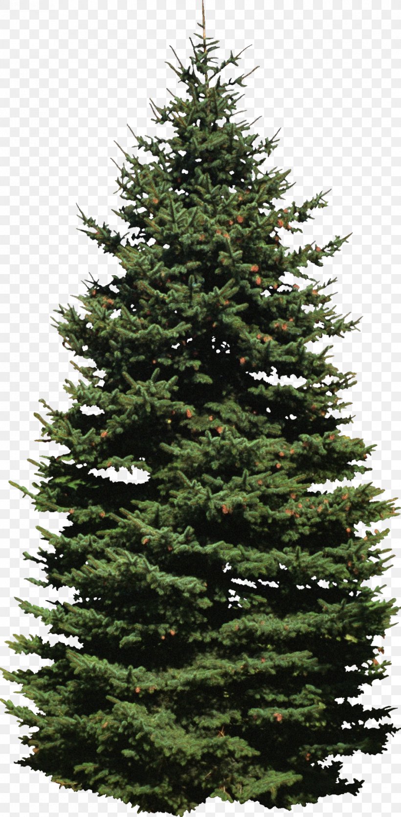 Spruce New York City Fir New York Lottery Pine, PNG, 942x1918px, Spruce, Biome, Christmas Decoration, Christmas Ornament, Christmas Tree Download Free
