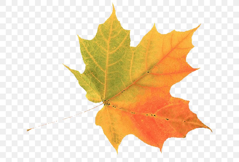 Autumn Leaf Color Clip Art Green, PNG, 649x554px, Autumn Leaf Color, Autumn, Cartoon, Color, Deciduous Download Free