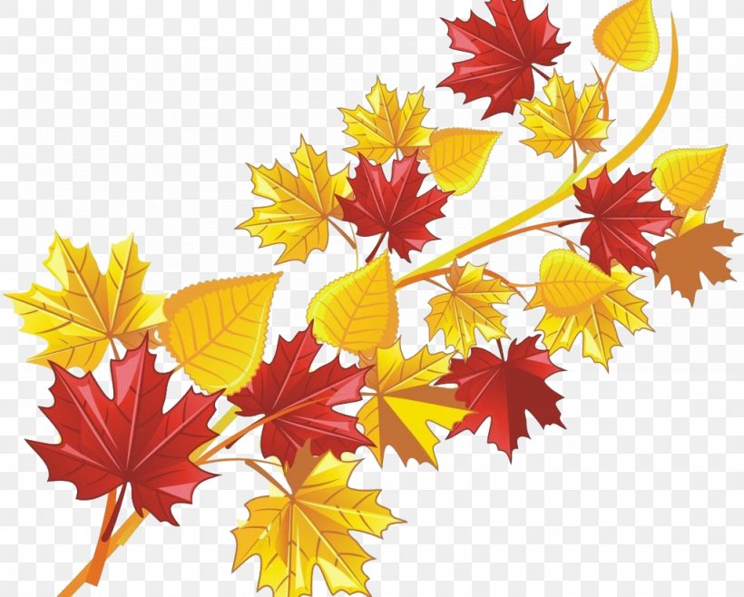 Maple Leaf, PNG, 1024x822px, Maple Leaf, Autumn, Coreldraw, Flower, Flowering Plant Download Free