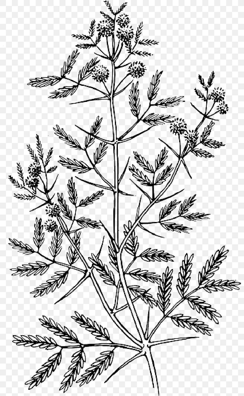Acacia Drawing Vector Graphics Clip Art Image, PNG, 800x1329px, Acacia, Acacia Dealbata, Black And White, Botany, Branch Download Free