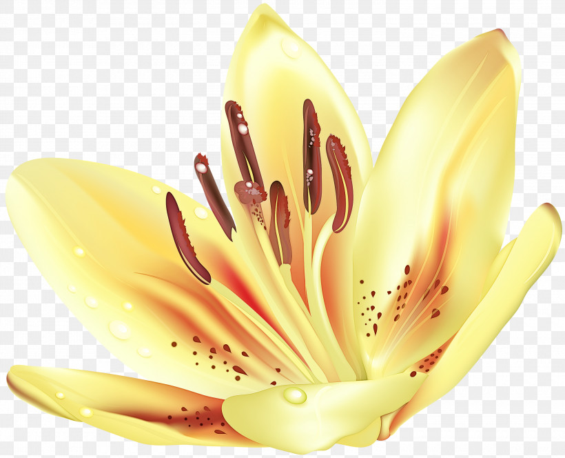 Flower Petal Pollen Yellow Close-up, PNG, 3000x2432px, Flower, Biology, Closeup, Lily M, Petal Download Free