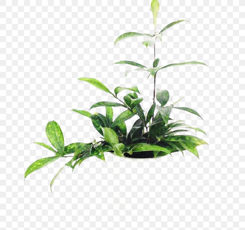 Leaf Flowerpot Houseplant Plant Stem Tree, PNG, 768x768px, Leaf, Flowerpot, Herb, Houseplant, Plant Download Free