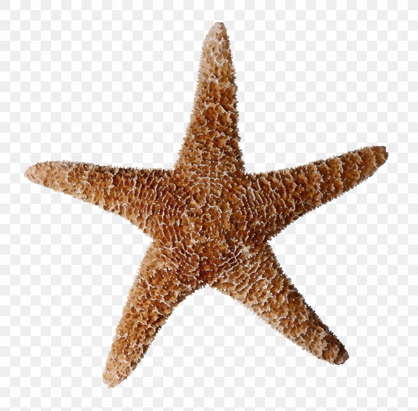 Starfish Marine Invertebrates Star, PNG, 1728x1701px, Watercolor, Marine Invertebrates, Paint, Star, Starfish Download Free
