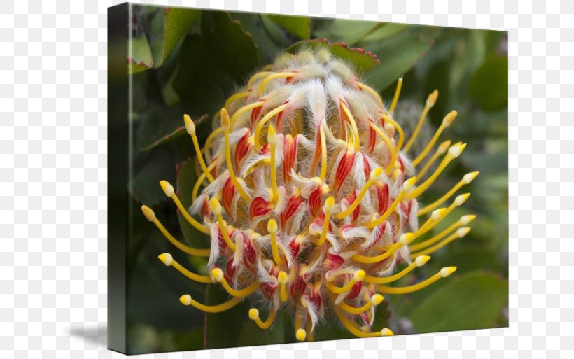 Sugarbushes Spider Flower Close-up, PNG, 650x513px, Sugarbushes, Closeup, Flora, Flower, Flowering Plant Download Free