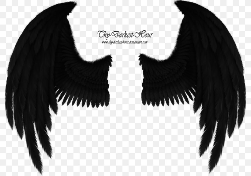 Bird Angel Wing American Crow Cherub, PNG, 800x574px, Bird, American Crow, Angel Wing, Art, Beak Download Free