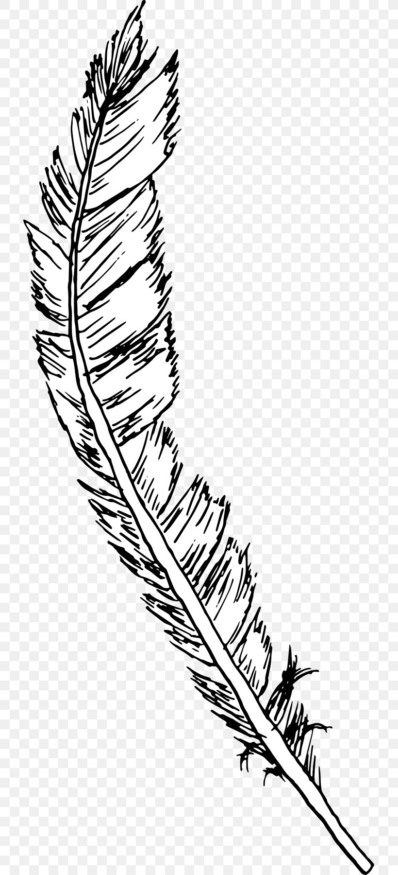 Drawing a bird feather line Royalty Free Vector Image