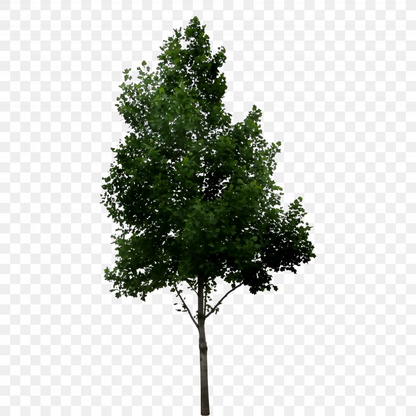 Fir Shrub Tree Oak River Birch, PNG, 3703x3703px, Fir, American Holly, American Larch, Birch, Deciduous Download Free