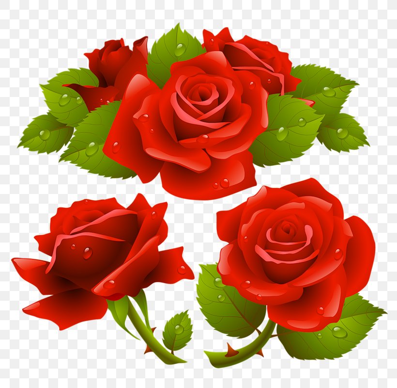Garden Roses Flower, PNG, 800x800px, Rose, Art, Cut Flowers, Floral Design, Floribunda Download Free
