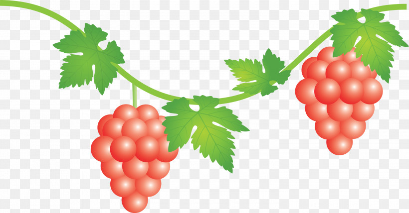 Grape Grapes Fruit, PNG, 3000x1567px, Grape, Accessory Fruit, Berry, Currant, Flower Download Free
