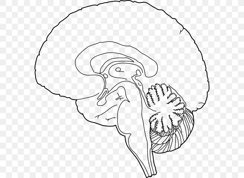 Human Brain Human Brain Clip Art, PNG, 588x599px, Watercolor, Cartoon, Flower, Frame, Heart Download Free