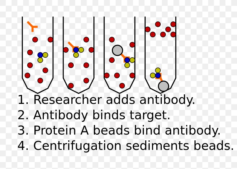 Immunoprecipitation Protein–protein Interaction Assay Two-hybrid Screening, PNG, 800x584px, Immunoprecipitation, Antibody, Area, Art, Assay Download Free