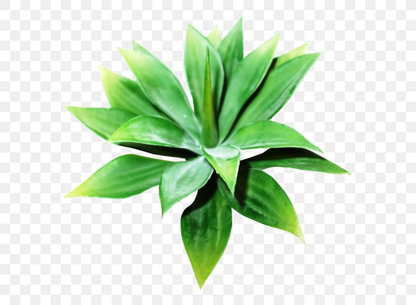 Plant Leaf Agave INAV DBX MSCI AC WORLD SF, PNG, 800x600px, Plant, Agave, Grass, Inav Dbx Msci Ac World Sf, Leaf Download Free