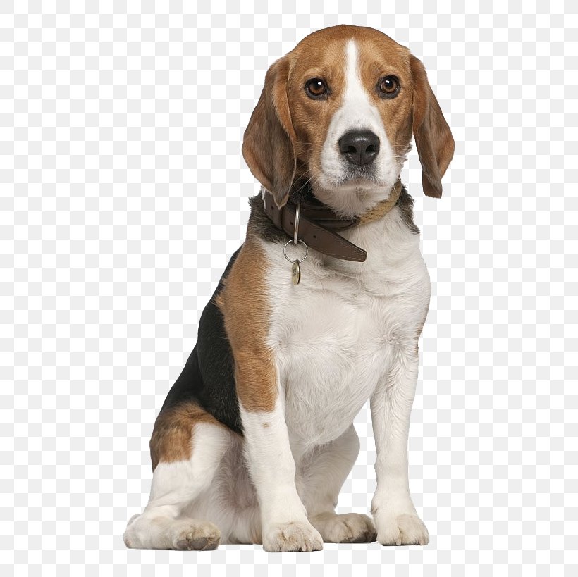 Beagle Chihuahua Pet Sitting Dog Walking, PNG, 650x819px, Beagle, American Foxhound, Beagle Harrier, Carnivoran, Chihuahua Download Free