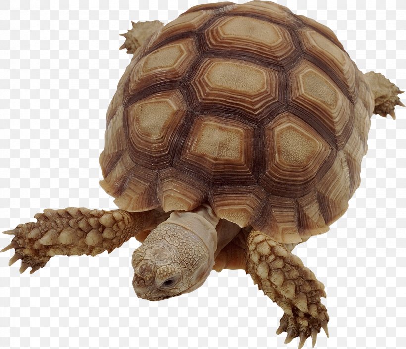 Box Turtle Common Snapping Turtle Tortoise Snapping Turtles, PNG, 1643x1414px, Vertebrate, African Spurred Tortoise, Animal, Animal Track, Box Turtle Download Free