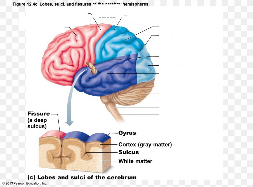 Cerebral Hemisphere Sulcus Lobes Of The Brain Gyrus, PNG, 1500x1109px, Watercolor, Cartoon, Flower, Frame, Heart Download Free