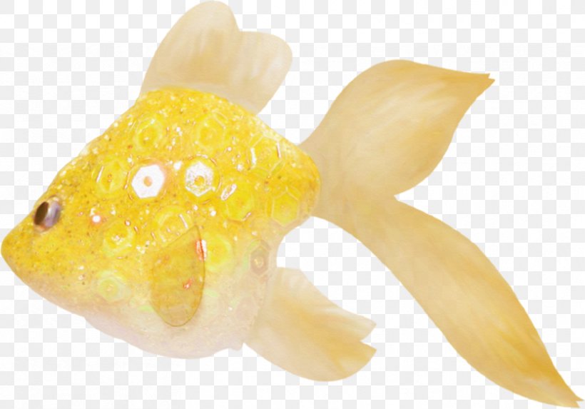 Goldfish Marine Biology Tail, PNG, 833x583px, Goldfish, Biology, Fin, Fish, Marine Biology Download Free