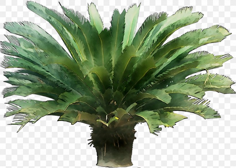 Palm Trees Leaf, PNG, 1520x1088px, Palm Trees, Agave, Aquarium Decor, Arecales, Botany Download Free
