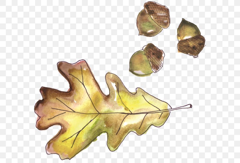 Acorn Oak Leaf Knitting, PNG, 600x556px, Acorn, Capitalization, Game, Grand Theft Auto, Grand Theft Auto V Download Free