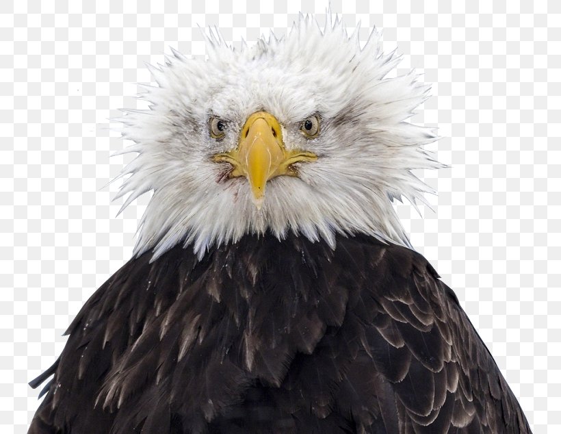 Bald Eagle Bird Nest Feather, PNG, 741x634px, Bald Eagle, Accipitriformes, Animal, Beak, Bird Download Free