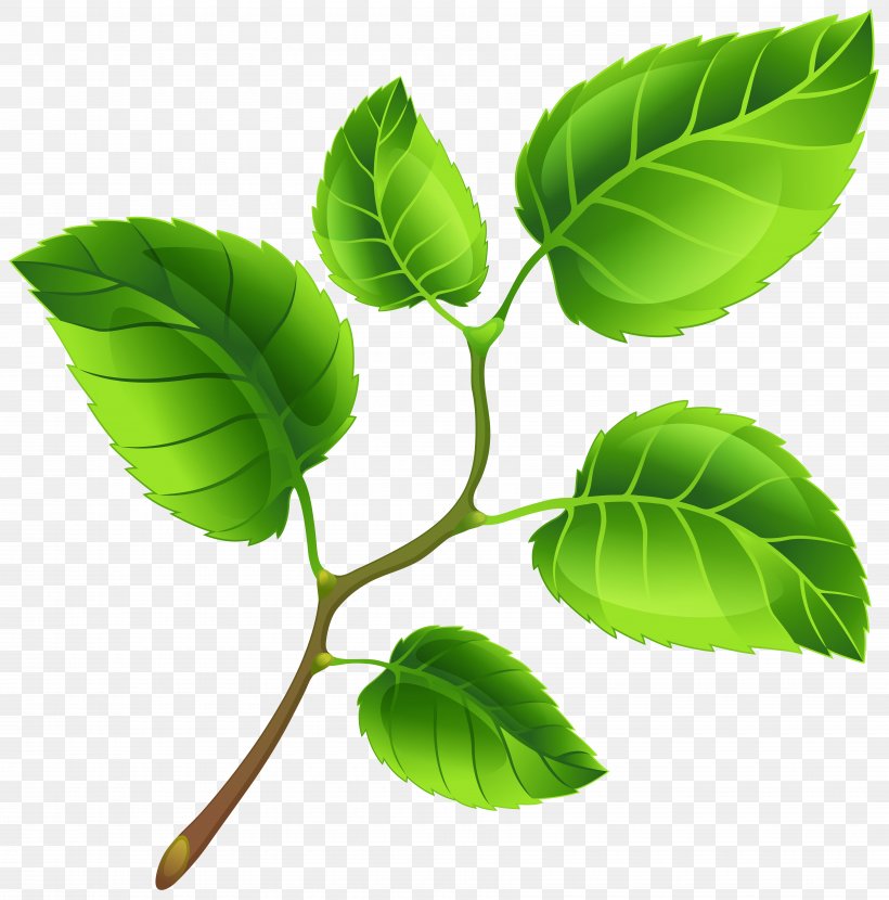 Branch Clip Art, PNG, 7000x7087px, Branch, Art, Free Content, Leaf, Plant Download Free