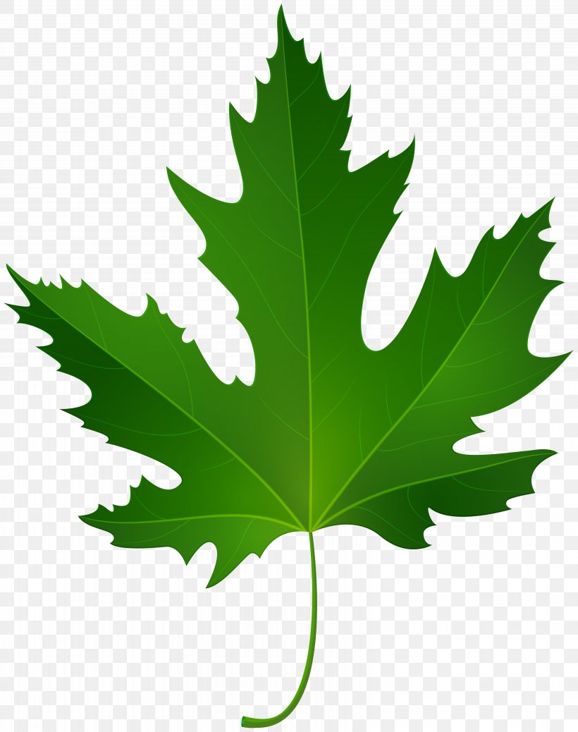 Maple Leaf Green Clip Art, PNG, 6317x8000px, Maple Leaf, Autumn, Autumn Leaf Color, Green, Leaf Download Free