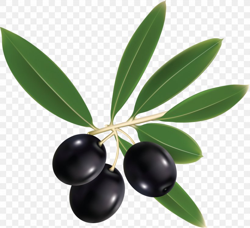 Olive Oil Mediterranean Basin Italian Cuisine, PNG, 3519x3210px, Olive, Food, Fruit, Olive Leaf, Plant Download Free