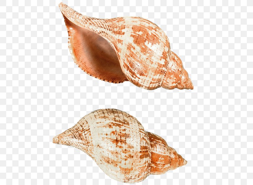 Seashell Sea Snail Clip Art, PNG, 572x600px, Seashell, Conch, Conchology, Gastropod Shell, Mollusc Shell Download Free