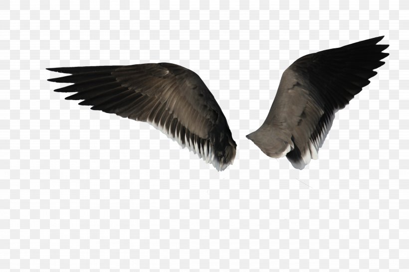 Bird Angel Wing, PNG, 5184x3456px, Bird, Angel Wing, Beak, Deviantart, Digital Image Download Free