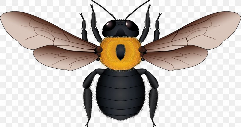 European Dark Bee Honey Bee Yellow Black Apidae, PNG, 1661x879px, European Dark Bee, Apidae, Arthropod, Bee, Black Download Free