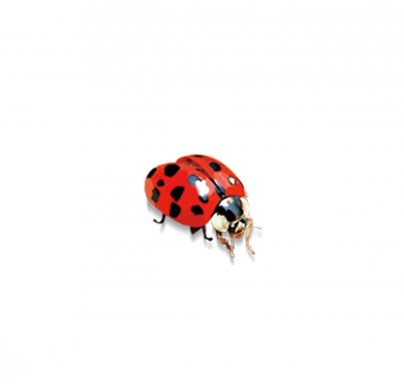 Ladybird Insect, PNG, 2480x2362px, Beetle, Arthropod, Cartoon, Coccinella, Coccinella Septempunctata Download Free