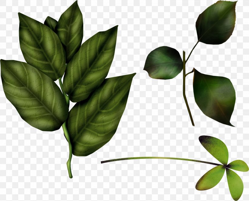 Leaf Clip Art, PNG, 2949x2382px, Digital Image, Adobe Fireworks, Branch, Depositfiles, Fruit Download Free