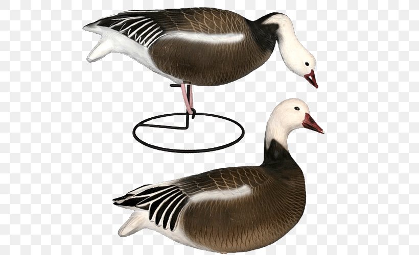 Snow Goose Duck Decoy Duck Decoy, PNG, 500x500px, Goose, Anseriformes, Beak, Bird, Bird Ringing Download Free