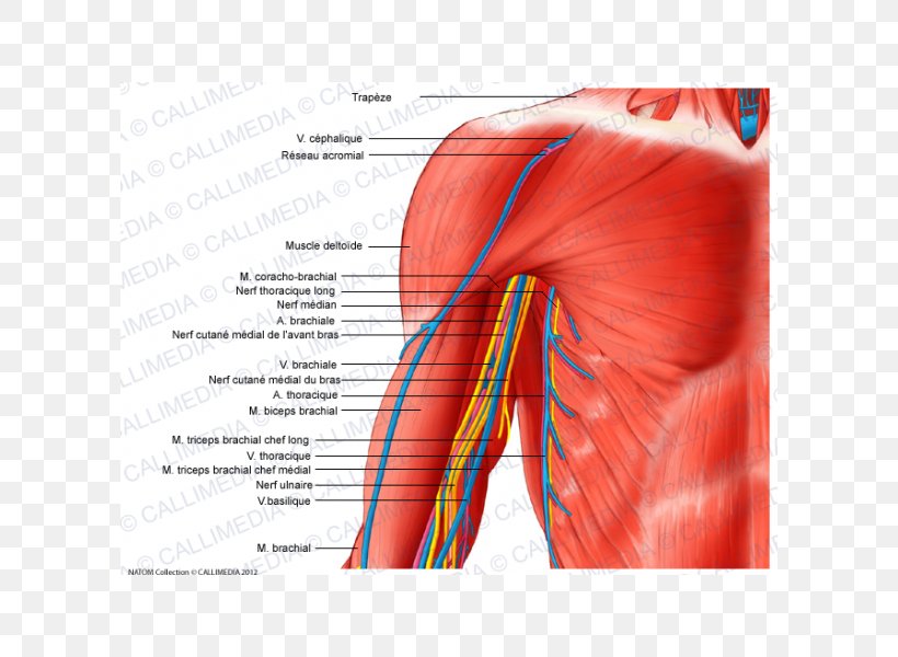 Arm Blood Vessel Nerve Human Body Shoulder, PNG, 600x600px, Watercolor, Cartoon, Flower, Frame, Heart Download Free