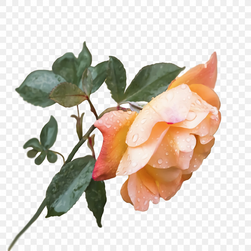 Garden Roses, PNG, 1440x1440px, Garden Roses, Cabbage Rose, Cut Flowers, Floribunda, Flower Download Free