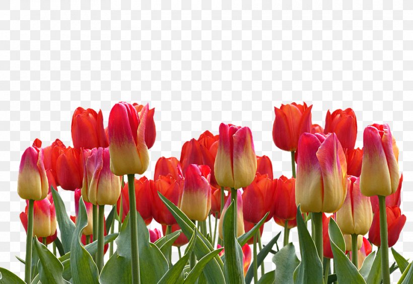 Indira Gandhi Memorial Tulip Garden Flower Clip Art, PNG, 960x661px, Tulip, Bud, Cut Flowers, Floristry, Flower Download Free