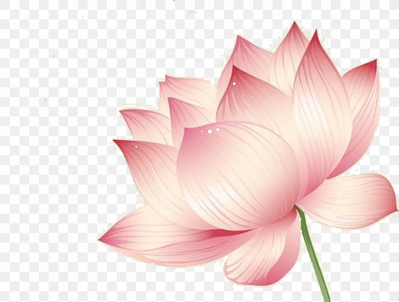 Nelumbo Nucifera Lotus Effect Flower Euclidean Vector, PNG, 1318x1000px, Nelumbo Nucifera, Aquatic Plant, Flower, Flowering Plant, Leaf Download Free