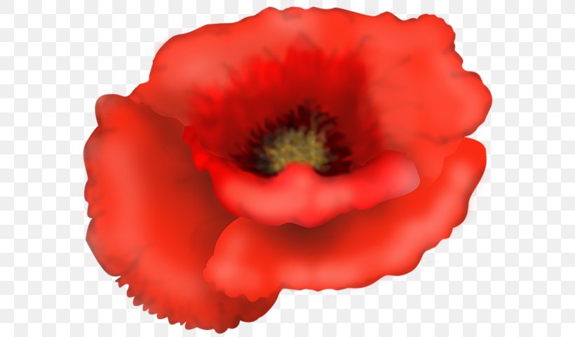 T-shirt Poppy Pillow Cotton Bag, PNG, 600x480px, Tshirt, Annual Plant, Bag, Cafepress, Clothing Accessories Download Free